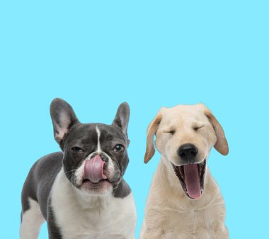 Şüpheli Fransız bulldog burnunu yalıyor ve Labrador Retriever mavi arka planda bağırıyor