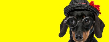 sevimli tekkel dachshund köpeği gözlük ve şapka takıyor, sarı arka plana bakıyor