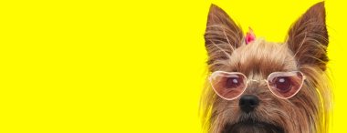 Tapılası Yorkshire Teriyer köpeği eski gözlük ve pembe fiyonk takıyor, sarı arka planda saklanıyor.