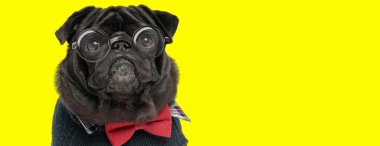 Gözlük takan, kırmızı papyon takan ve süveter giyen sevimli köpek yavrusu sarı arka plana bakıyor.