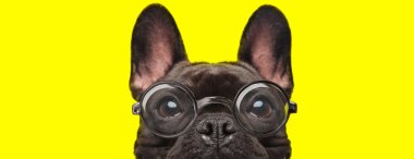 Büyük gözlü, gözlüklü ve sarı arka planda saklanan sevimli Fransız bulldog köpeği.
