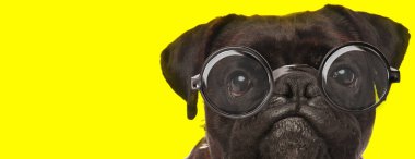 Hayal kırıklığına uğramış sevimli boksör köpeği gözlük takıyor ve sarı arka plana bakıyor.