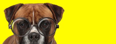 Sarı arka planda gözlük takan sevimli kahverengi boksör köpeği.