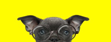 Utangaç Amerikalı zorba köpek gözlüklü ve sarı arka plana bakıyor.