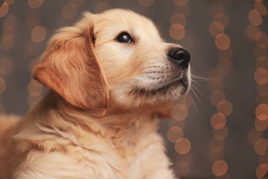 Tatlı Golden Retriever köpeği uzanmış ve arka plan ışıklarına bakıyor.