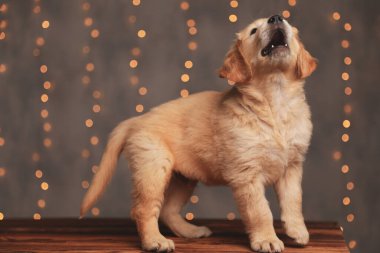 Tatlı Golden Retriever köpeğinin yan görünüşü Yukarı bakıyor ve havlıyor