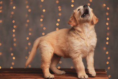 side view of cute golden retriever puppy looking up and barking clipart