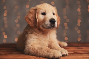 Tatlı Golden Retriever yavrusu uzandı ve arka plan ışıklarını yakmaya çalışıyor.