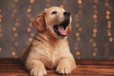 Tatlı Golden Retriever köpeği yukarı bakıyor ve kur yapıyor, ahşap zemine uzanıyor.