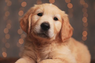 Tatlı Golden Retriever yavrusu uzanmış arka plan ışıklarında poz veriyor.