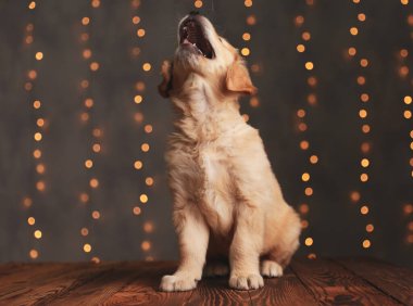 Tatlı Golden Retriever köpeği yukarı bakıyor ve havlıyor, arka plan ışıklarında oturuyor.