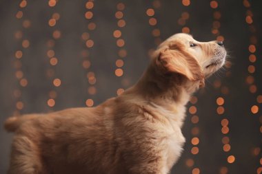 Tatlı Golden Retriever köpeğinin yan görünüşü. Yukarı bakıyor ve arka plan ışıklarının manzarasına hayran.