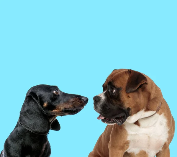 Boxer Teckel Cuccioli Guardando Altro Sfondo Blu — Foto Stock
