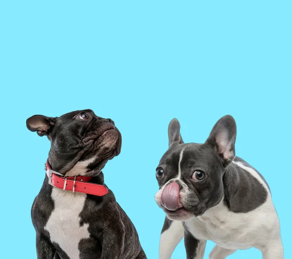 Dois Bulldogs Franceses Usando Coleira Outro Lambendo Nariz Fundo Azul — Fotografia de Stock