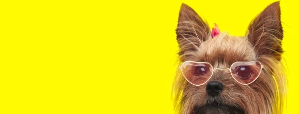 可爱的约克郡宠物狗 戴着复古眼镜和粉色弓头 侧身躲在黄色的背景上 — 图库照片