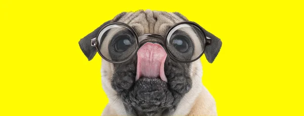 Χαριτωμένο Κουτάβι Pug Μεγάλα Μάτια Φορώντας Γυαλιά Κοιτάζοντας Προς Πάνω — Φωτογραφία Αρχείου