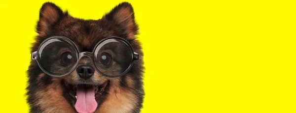 Feliz Pomeranian Spitz Vestindo Óculos Ofegante Fundo Amarelo — Fotografia de Stock