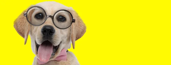 眼鏡をかけ黄色い背景に舌を突き出す目の大きい可愛いラブラドールレトリバー犬 — ストック写真