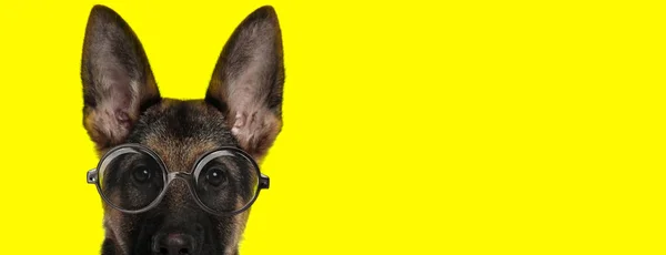 Adorável Cão Pastor Alemão Vestindo Óculos Escondendo Fundo Amarelo — Fotografia de Stock