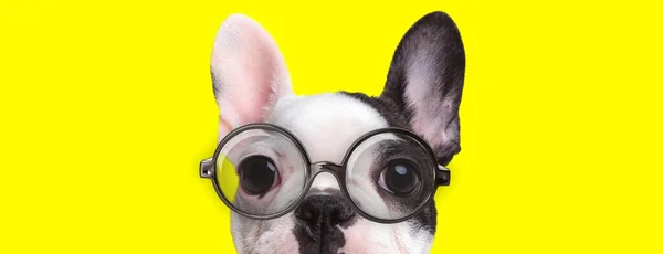 Entzückende Französische Bulldogge Welpe Mit Großen Augen Trägt Eine Brille — Stockfoto