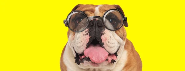 Feliz Inglés Bulldog Cachorro Usando Gafas Jadeo Sobresaliendo Lengua Amarillo — Foto de Stock