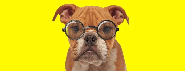 Ongelukkig Engels Bulldog Puppy Dragen Bril Gele Achtergrond — Stockfoto