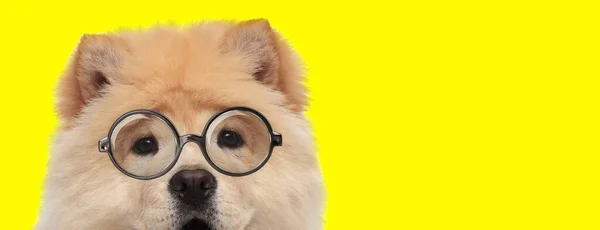 Adorable Chow Chow Perro Usando Gafas Sobre Fondo Amarillo — Foto de Stock