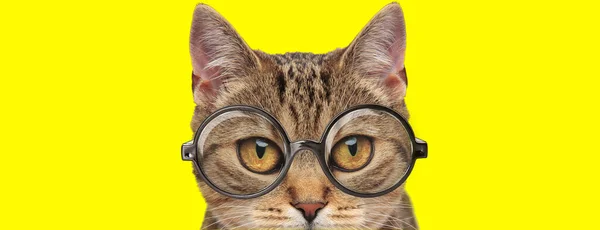 Gato Adorable Con Grandes Ojos Usando Gafas Sobre Fondo Amarillo — Foto de Stock
