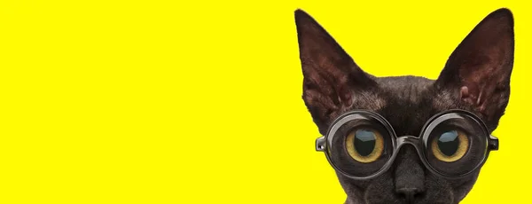 Shy Kitty Big Eyes Wearing Glasses Lurking Yellow Background — Stock Photo, Image