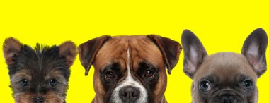Yorkshire Terrier köpeği, boksör köpeği ve Fransız Bulldog 'dan oluşan sevimli bir çift 3 köpek sarı arka planda hiçbir işgal olmadan yan yana duruyorlar.
