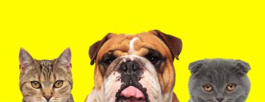 Bir metis kedisi, İngiliz Bulldog ve İskoç kedilerinden oluşan sevimli bir takım sarı arka planda dillerini dışarı çıkarıyorlar.