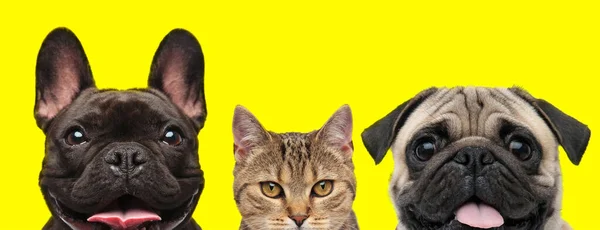 Aufgeregtes Tierpaar Bestehend Aus Französischer Bulldogge Metis Katze Und Mops — Stockfoto