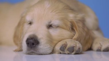 Golden Retriever köpeği başını eğiyor, Noel şapkası takıyor ve mavi arka planda endişe duymadan uyuyor.