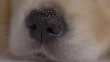 Golden Retriever köpeği başını eğiyor, Noel şapkası takıyor ve mavi arka planda endişe duymadan uyuyor.
