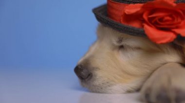 Golden Retriever köpeği başını eğiyor, Noel şapkası takıyor ve mavi arka planda endişe duymadan uyuyor.
