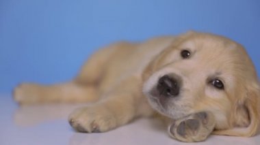 Golden Retriever köpeği başını eğiyor, Noel şapkası takıyor ve mavi arka planda endişe duymadan uyuyor.