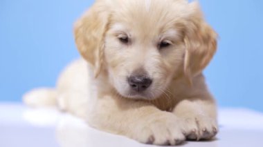 Golden Retriever köpeği başını eğiyor, Noel şapkası takıyor ve mavi arka planda endişe duymadan uyuyor.