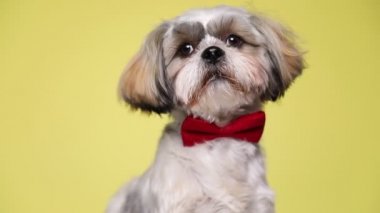 Küçük sevimli shih tzu köpeği yana bakıyor, oturuyor, kırmızı papyon takıyor, kameraya bakıyor sonra sarı stüdyo arka planına bakıyor.