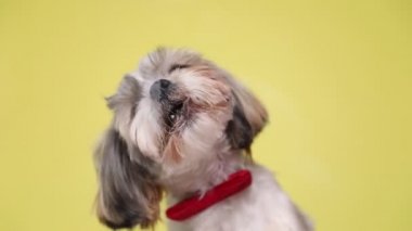 Küçük şirin shih tzu köpeği oturuyor, önündeki bardağı defalarca yalıyor sonra ağzını yalıyor ve sarı stüdyo arka planına bakıyor.