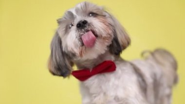Hevesli shih tzu köpeği önünde perdeyi yalıyor, kırmızı papyon takıyor ve sarı arka planda duruyor.
