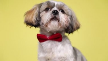 Şirin shih tzu köpeği başını kaldırıyor, oturuyor, kırmızı papyon takıyor, etrafa bakıyor ve sarı stüdyo geçmişini kokluyor.