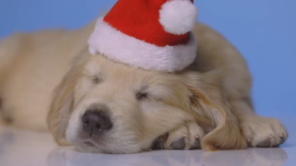 Golden Retriever Cão Descansando Cabeça Para Baixo Vestindo Chapéu Natal — Vídeo de Stock