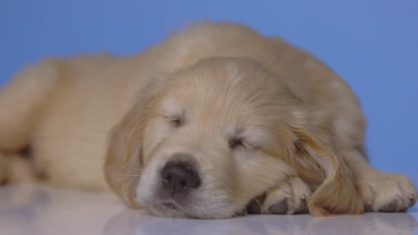 Cane Golden Retriever Poggiando Testa Verso Basso Indossando Cappello Natale — Video Stock