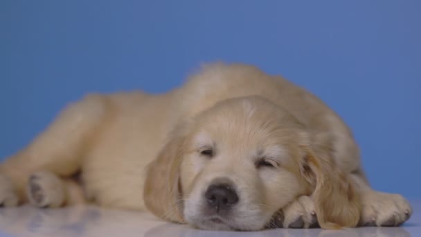 Câine Aur Retriever Odihnindu Capul Jos Purtând Pălărie Crăciun Dormind — Videoclip de stoc