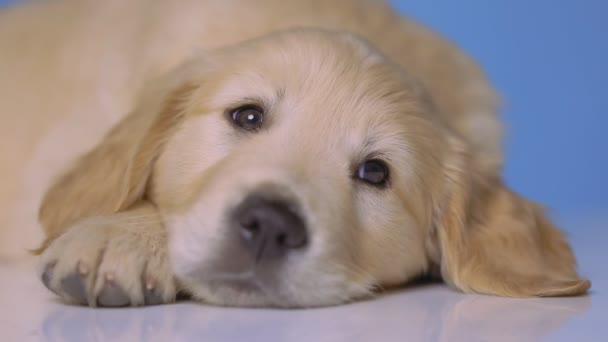 Golden Retriever Hund Ruht Seinen Kopf Nach Unten Trägt Eine — Stockvideo