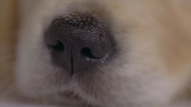 Golden Retriever Köpeği Başını Eğiyor Noel Şapkası Takıyor Mavi Arka — Stok video