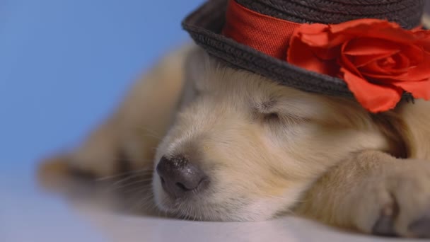 Golden Retriever Pies Spoczywa Głową Dół Świątecznym Kapeluszu Śpi Bez — Wideo stockowe