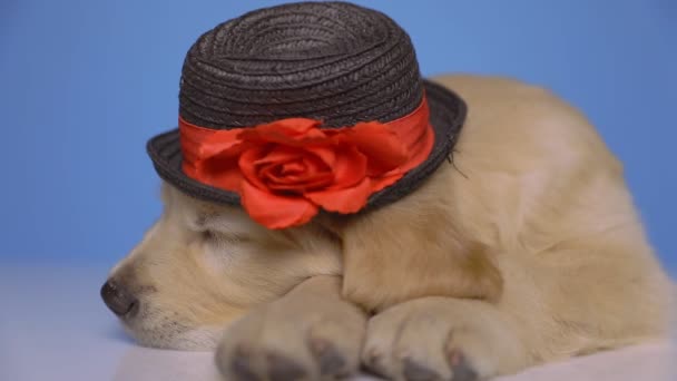 Golden Retriever Cão Descansando Cabeça Para Baixo Vestindo Chapéu Natal — Vídeo de Stock