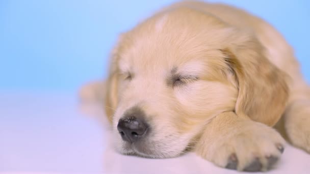 Golden Retriever Pies Spoczywa Głową Dół Świątecznym Kapeluszu Śpi Bez — Wideo stockowe