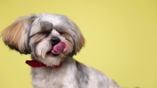 Shih Tzu Pies Liże Nos Siedzi Czerwonej Muszce Rozgląda Się — Wideo stockowe